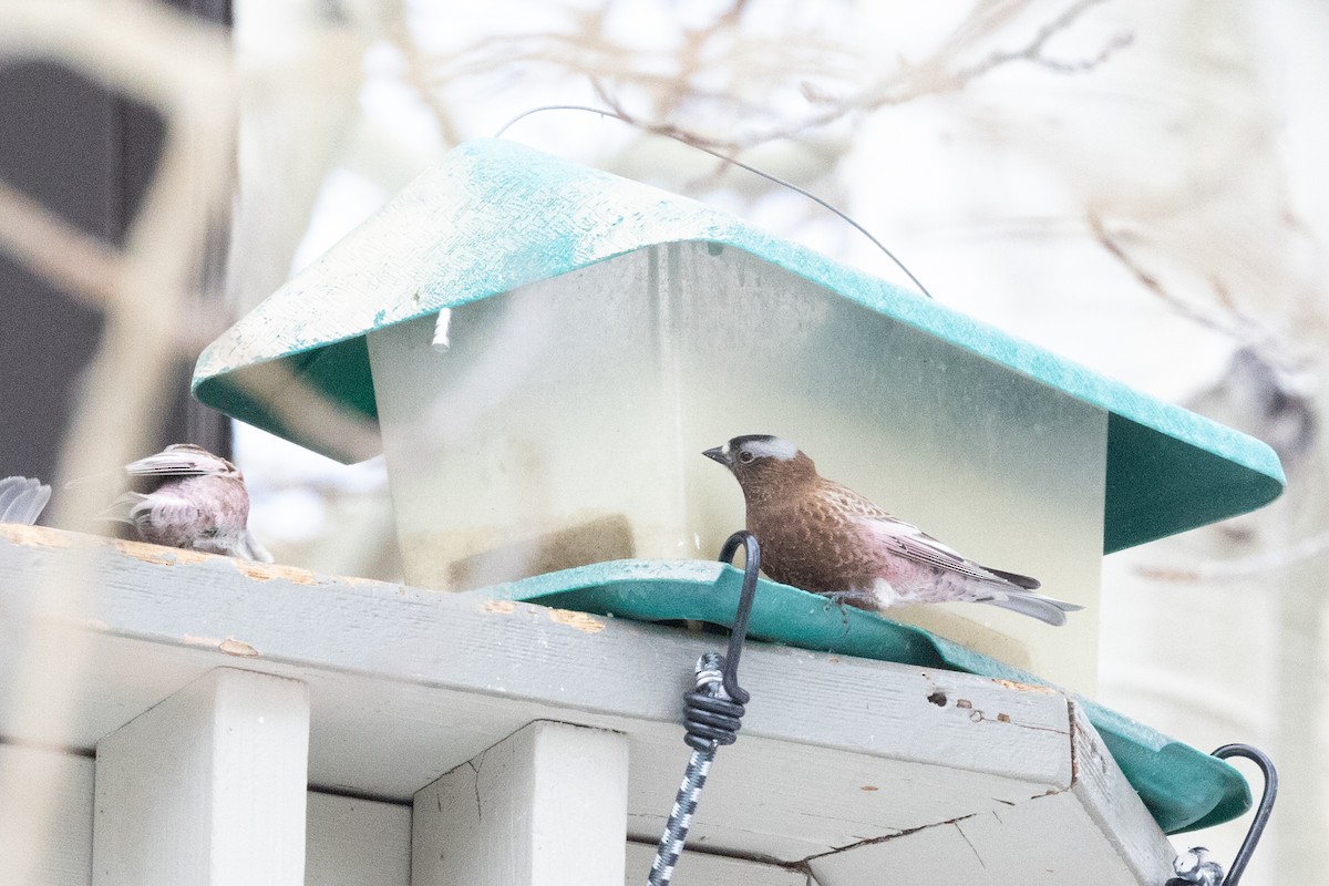 Gray-crowned Rosy-Finch - ML644399652