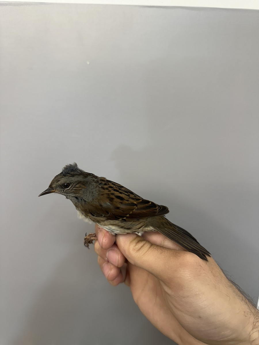Dunnock - ML644399654