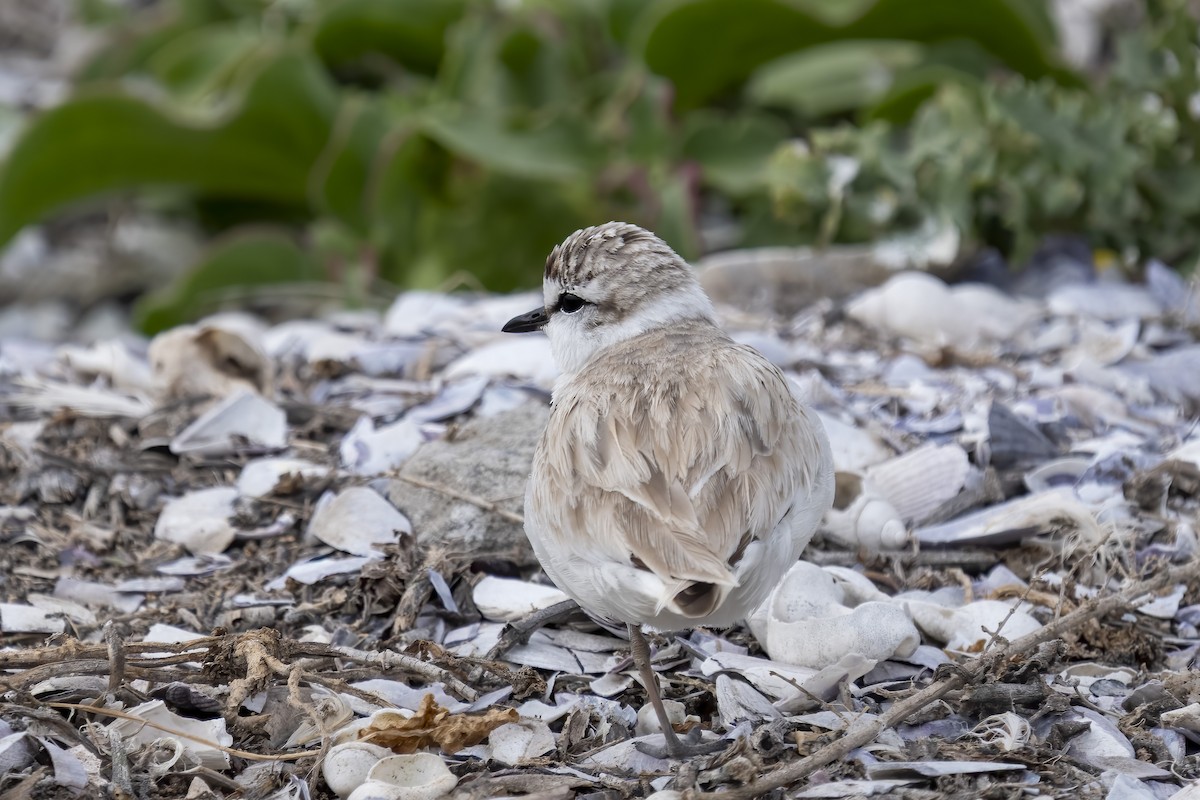 Белолобый зуёк - ML644399665