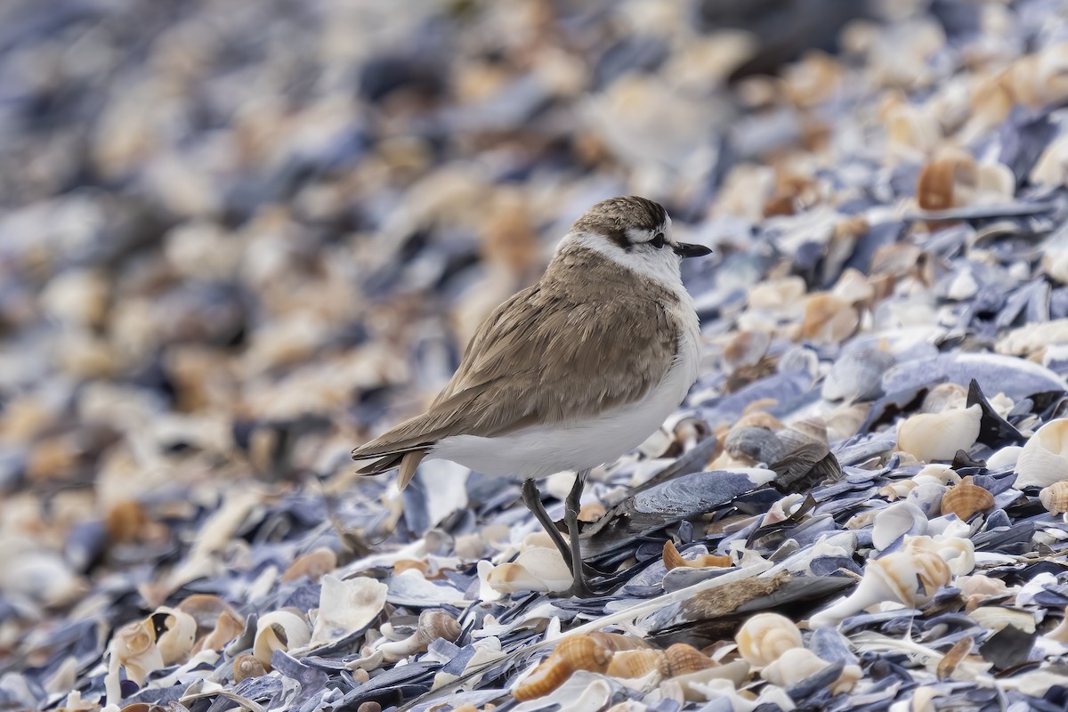 Белолобый зуёк - ML644399666