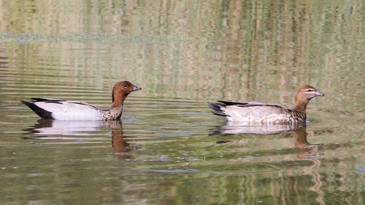 Maned Duck - ML644399678