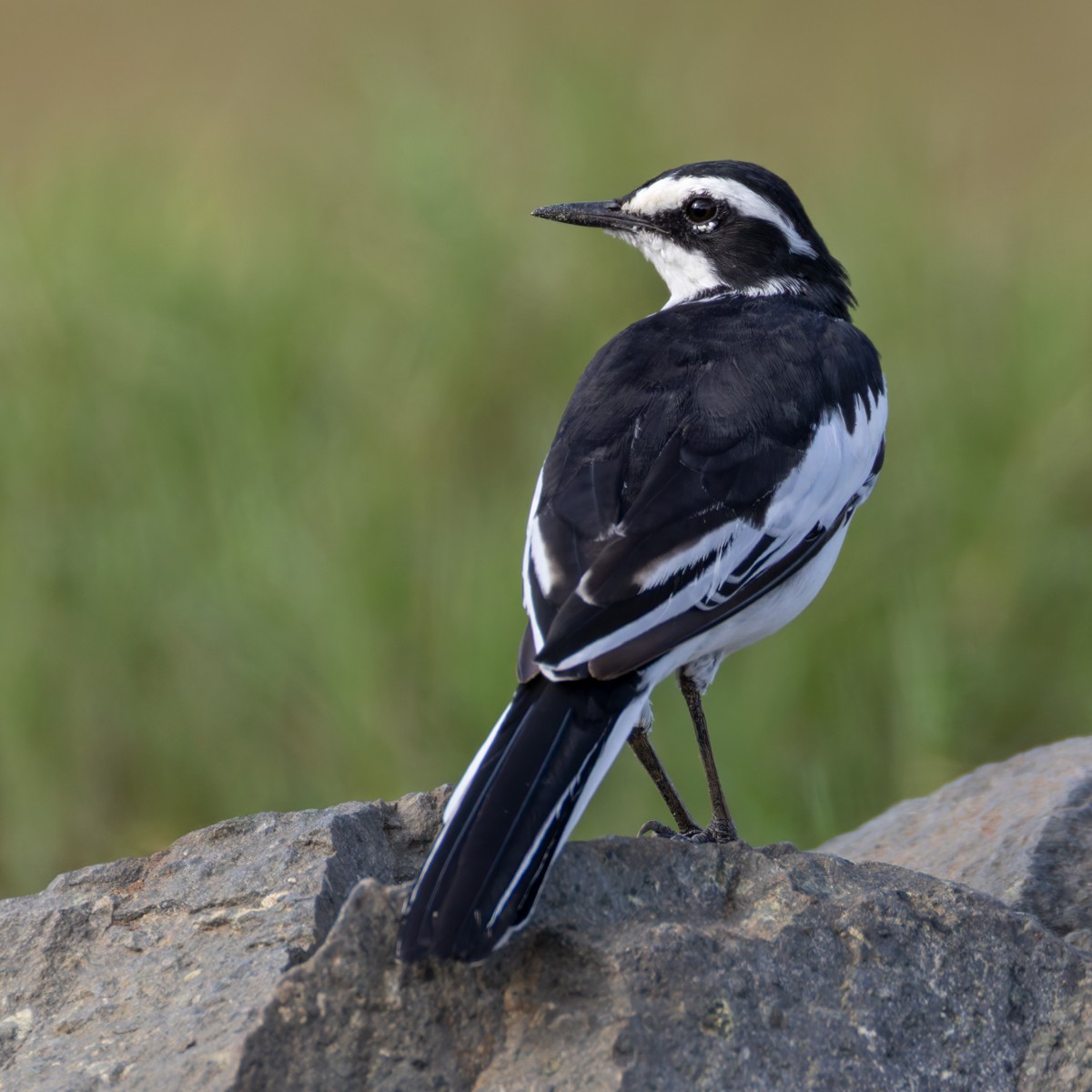 African Pied Wagtail - ML644399680