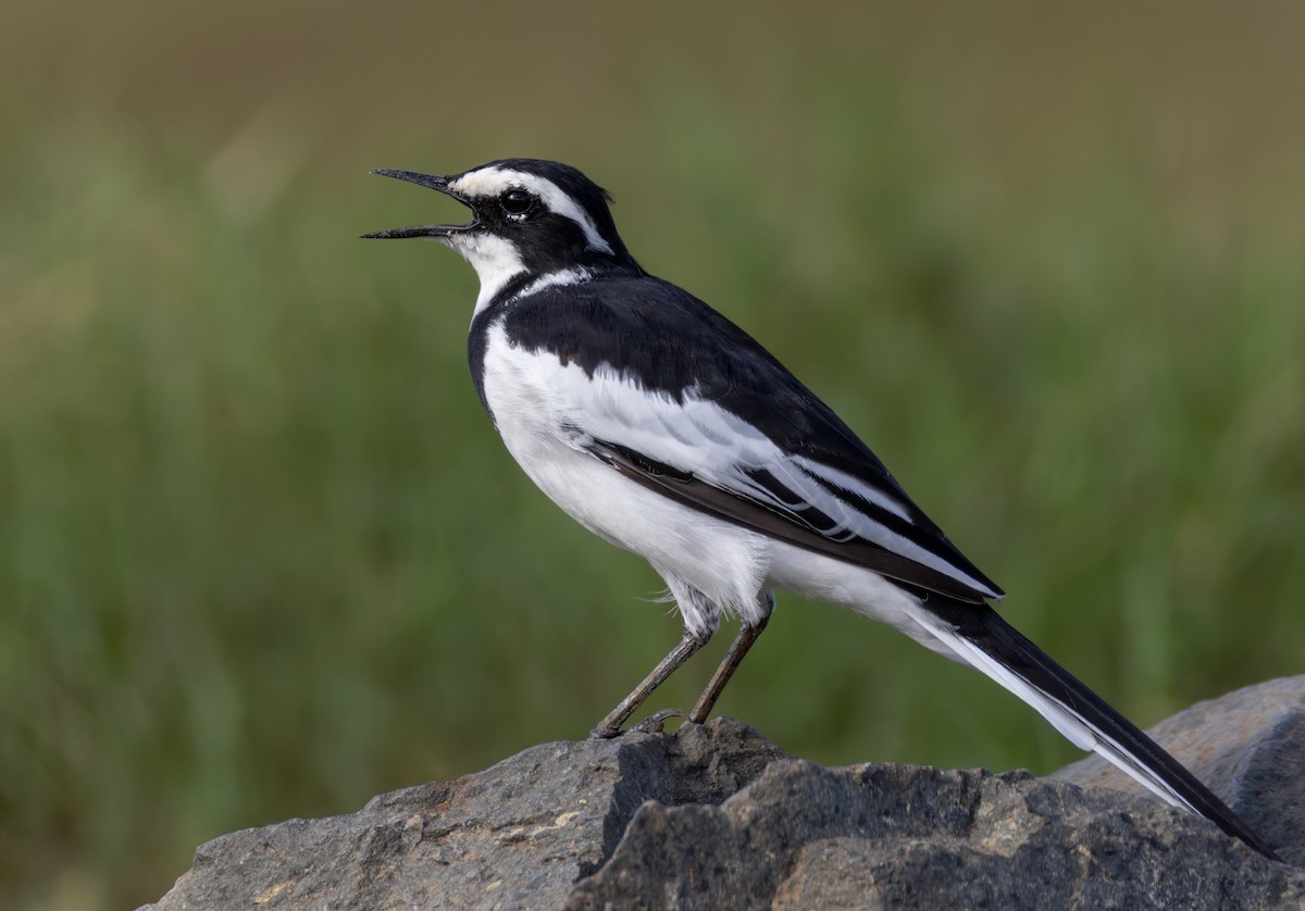 African Pied Wagtail - ML644399681