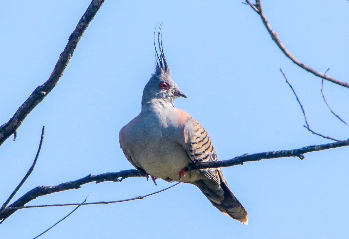 Crested Pigeon - ML644399686