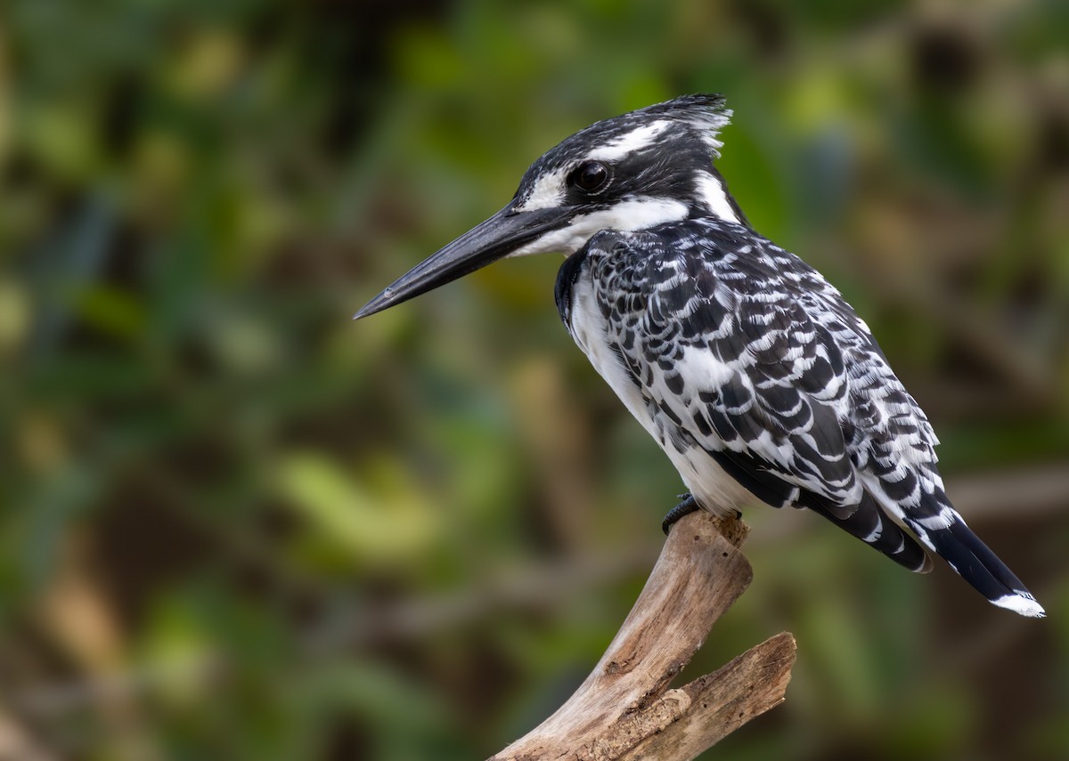 Рибалочка строкатий - ML644399690