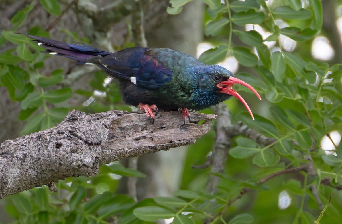 Слотняк пурпуровий - ML644399693