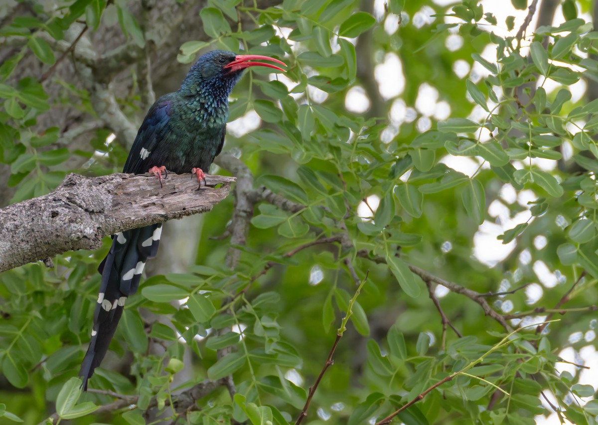 Слотняк пурпуровий - ML644399694