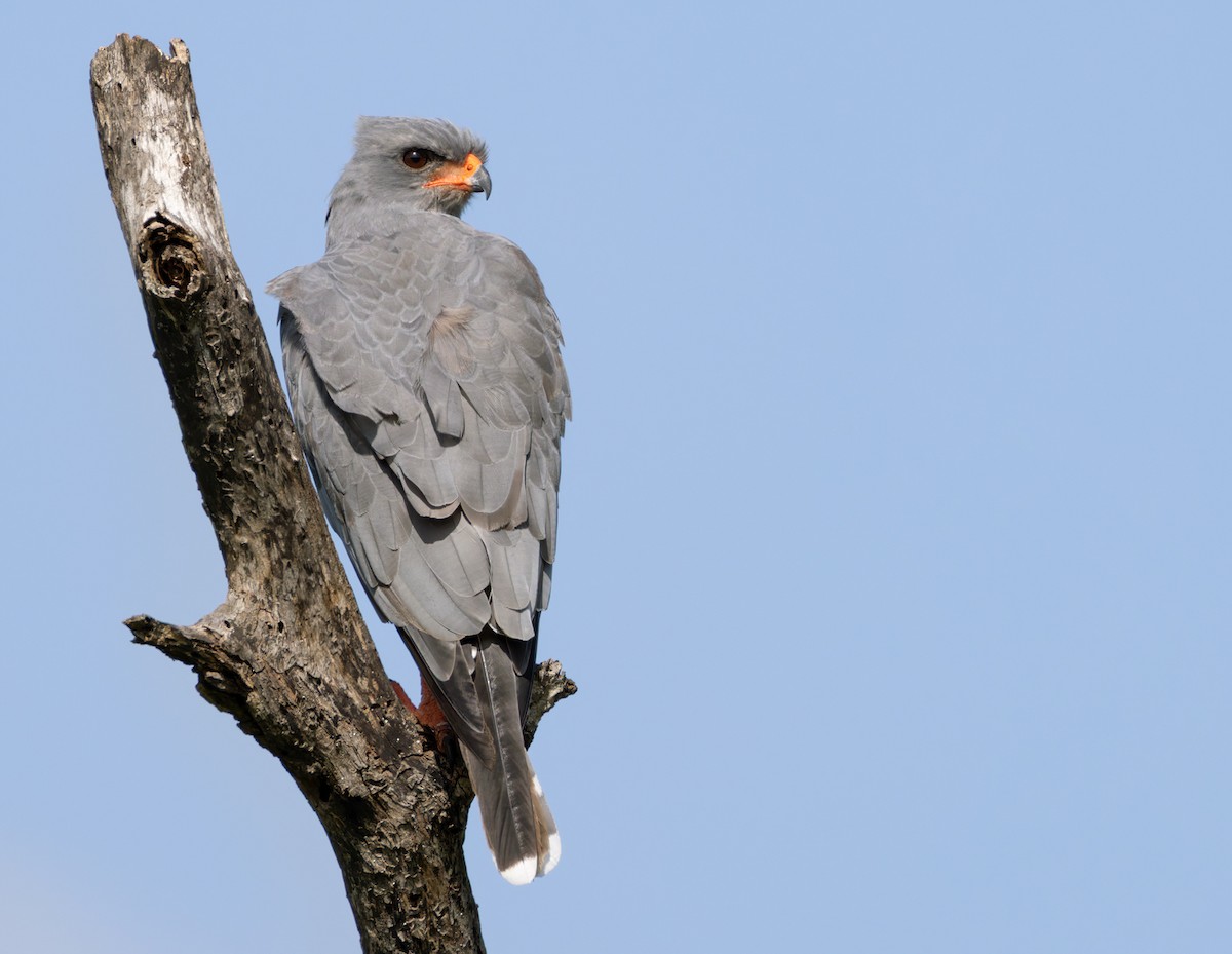 Dark Chanting-Goshawk - ML644399699