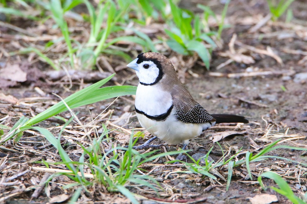 Double-barred Finch - ML644399702