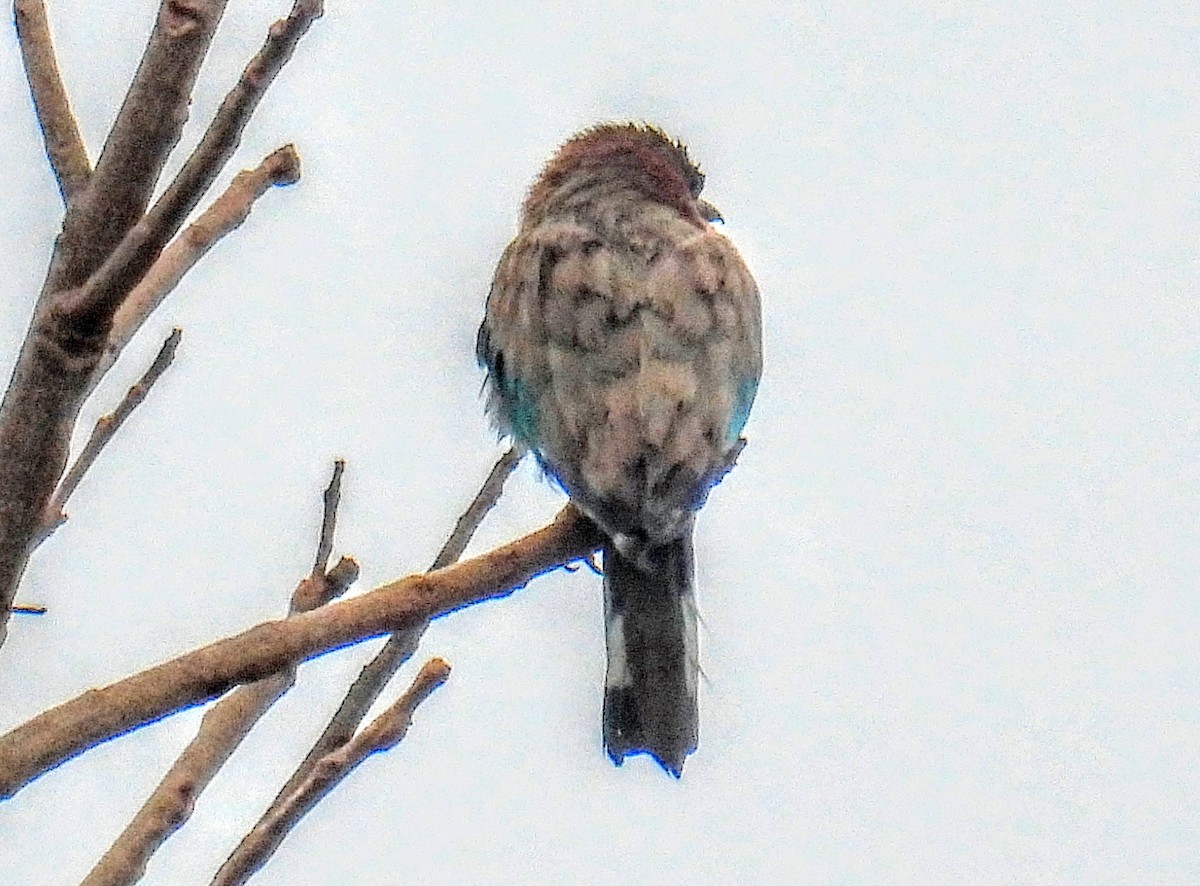 Indian Roller - ML644399703