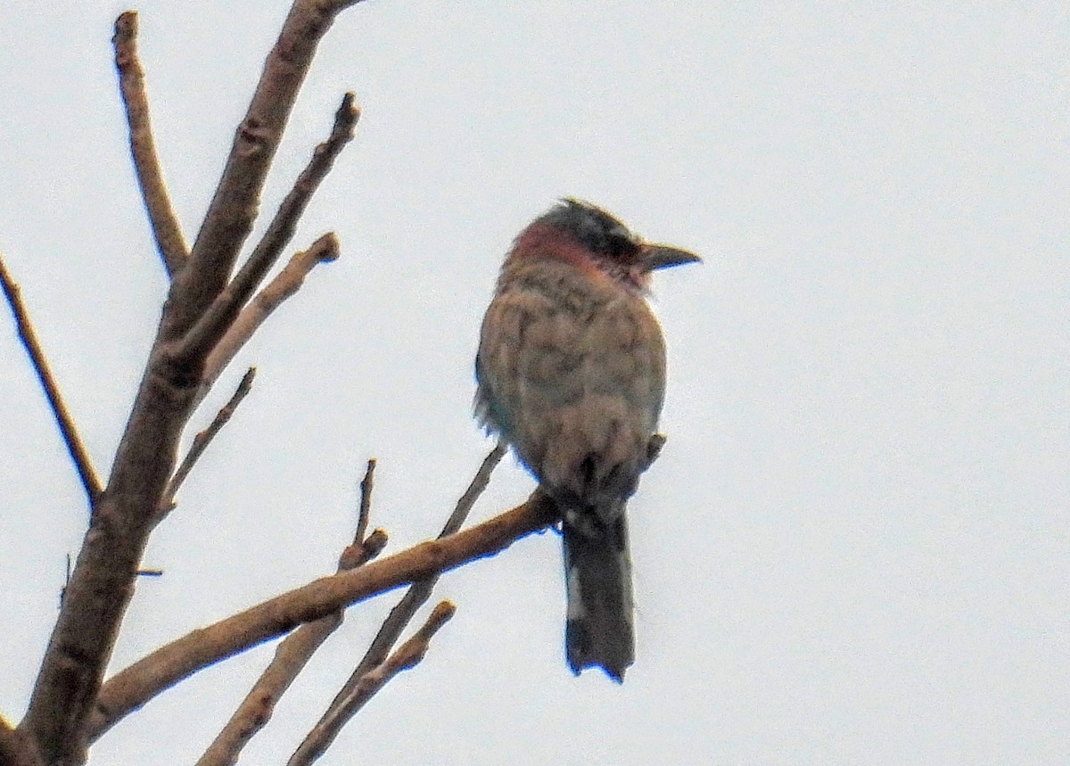 Indian Roller - ML644399704