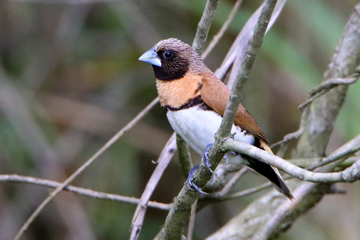 Chestnut-breasted Munia - ML644399705