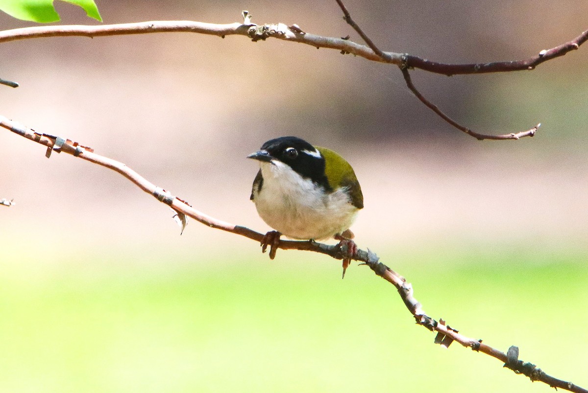 White-throated Honeyeater - ML644399714