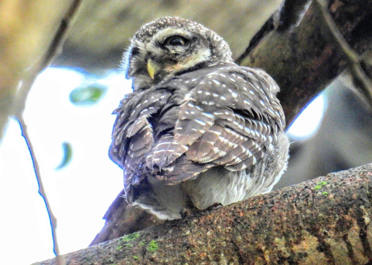 tempelugle - ML644399716