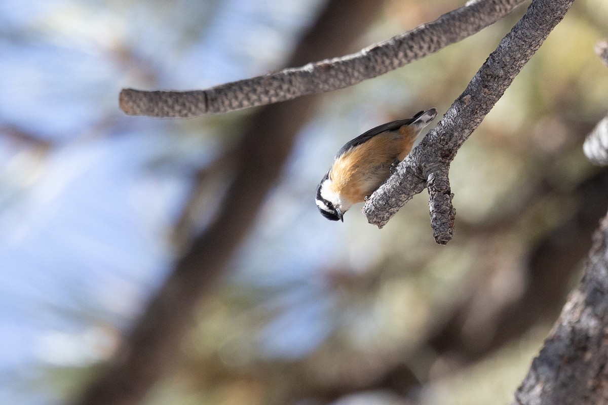 Red-breasted Nuthatch - ML644399720