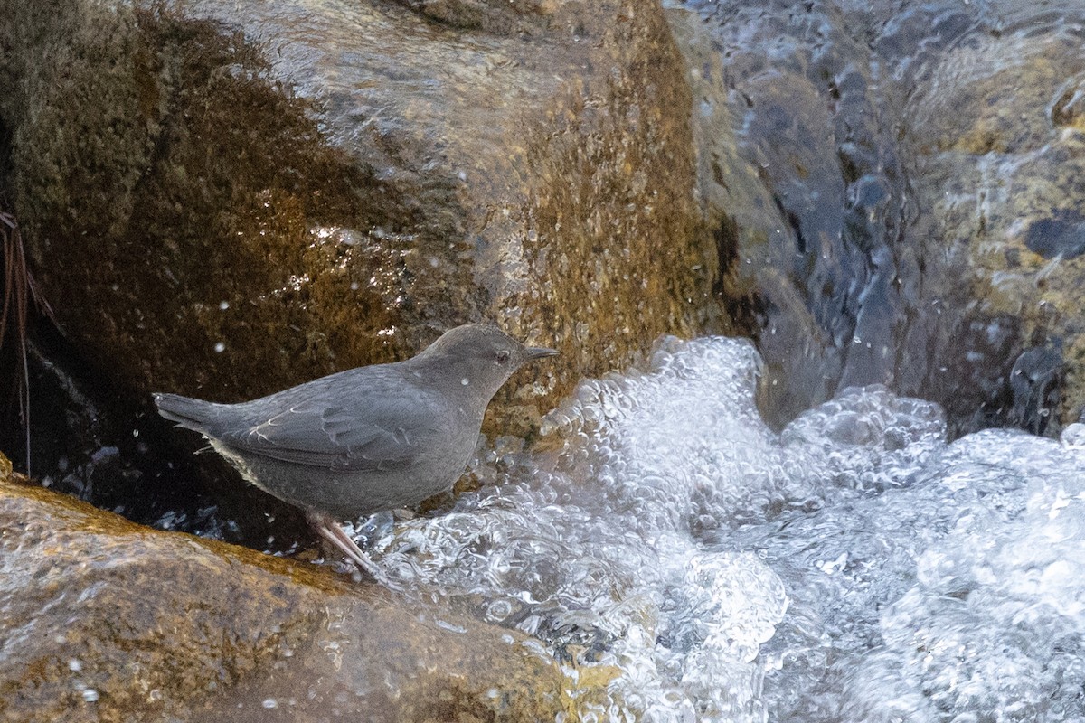 gråfossekall - ML644399721