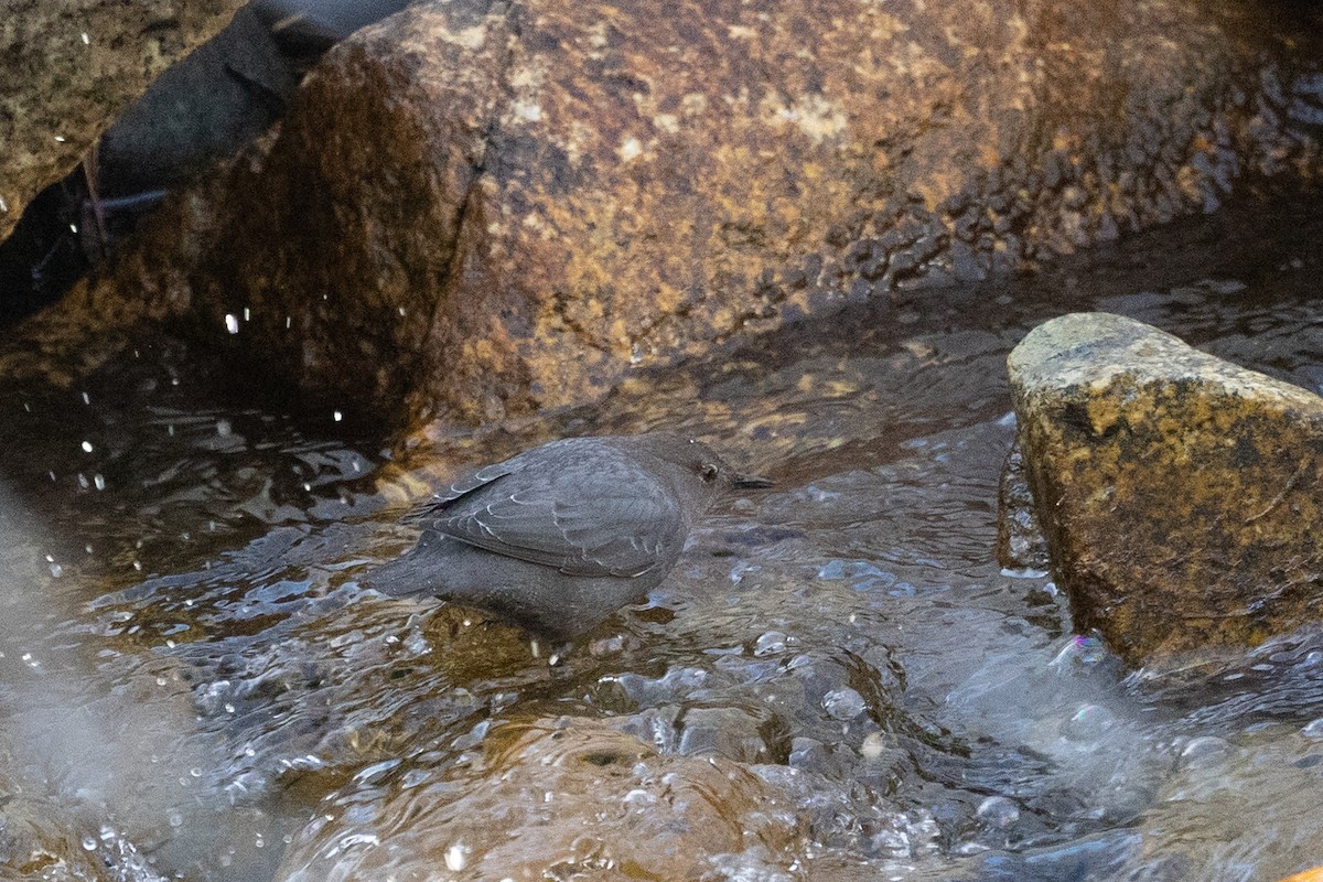 gråfossekall - ML644399723