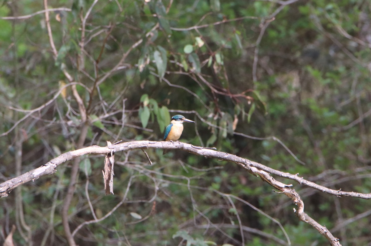Sacred Kingfisher - ML644399726