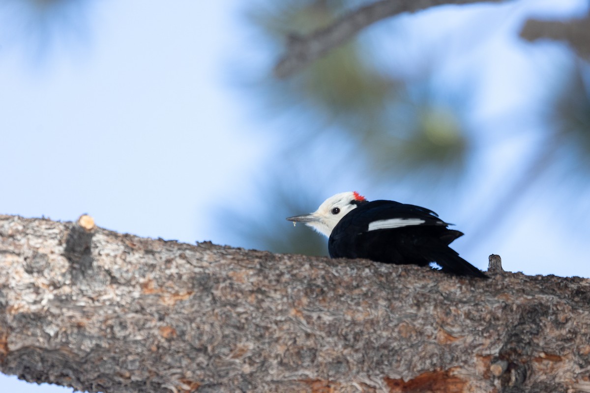 White-headed Woodpecker - ML644399731