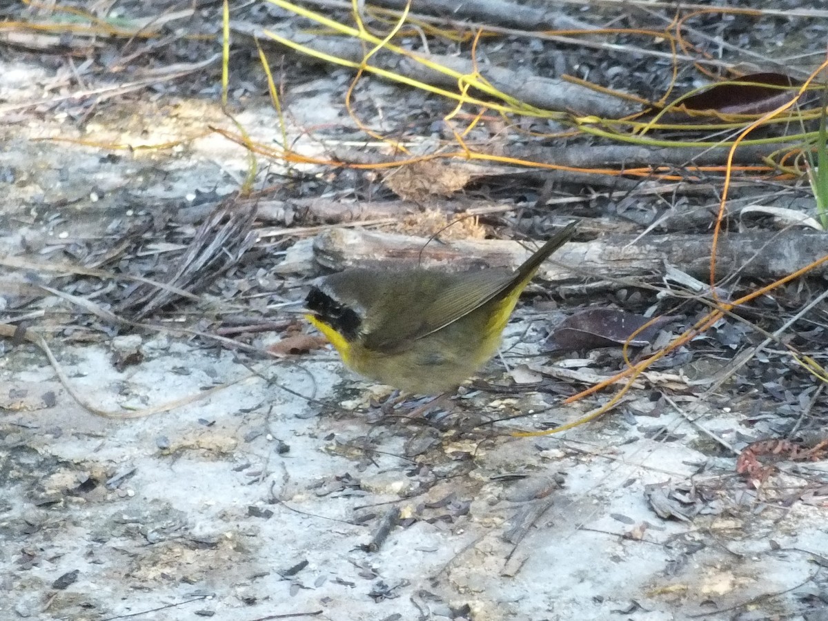 nordgulstrupe - ML644399741