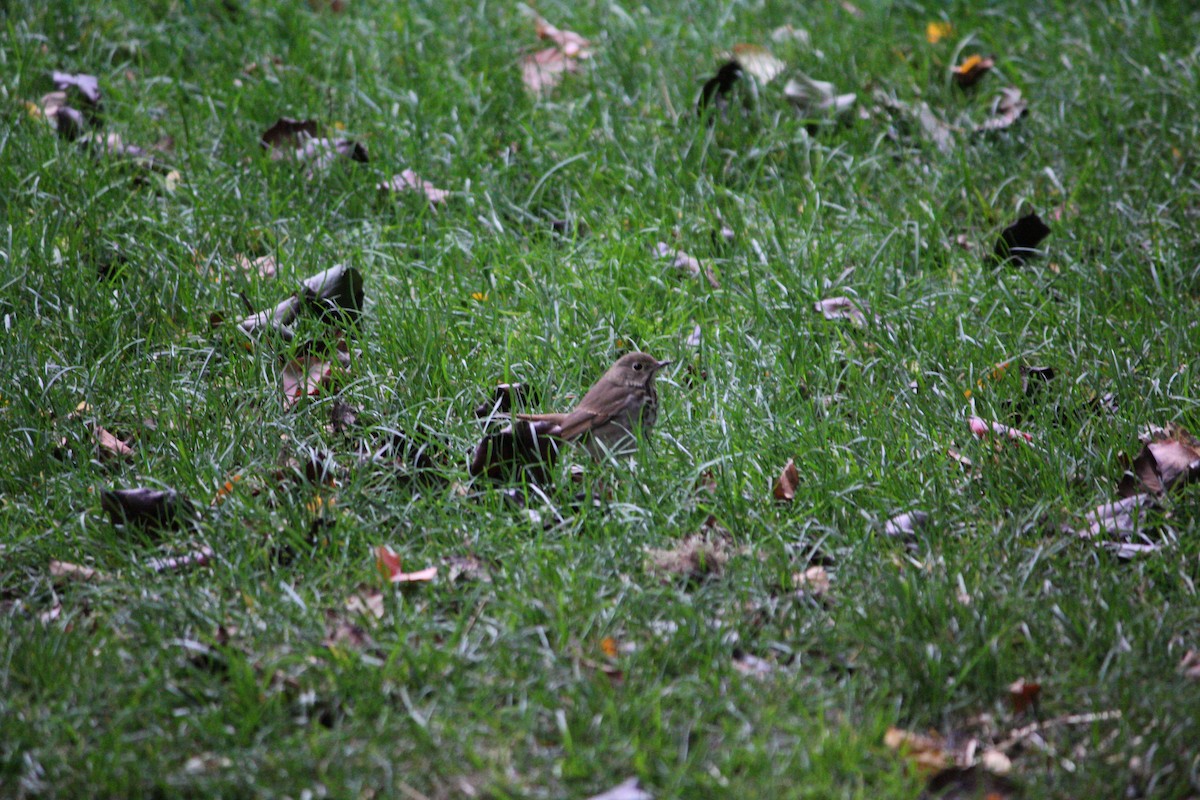 Hermit Thrush - ML644399744