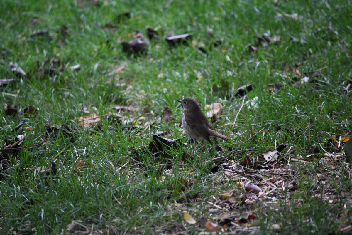 Hermit Thrush - ML644399746