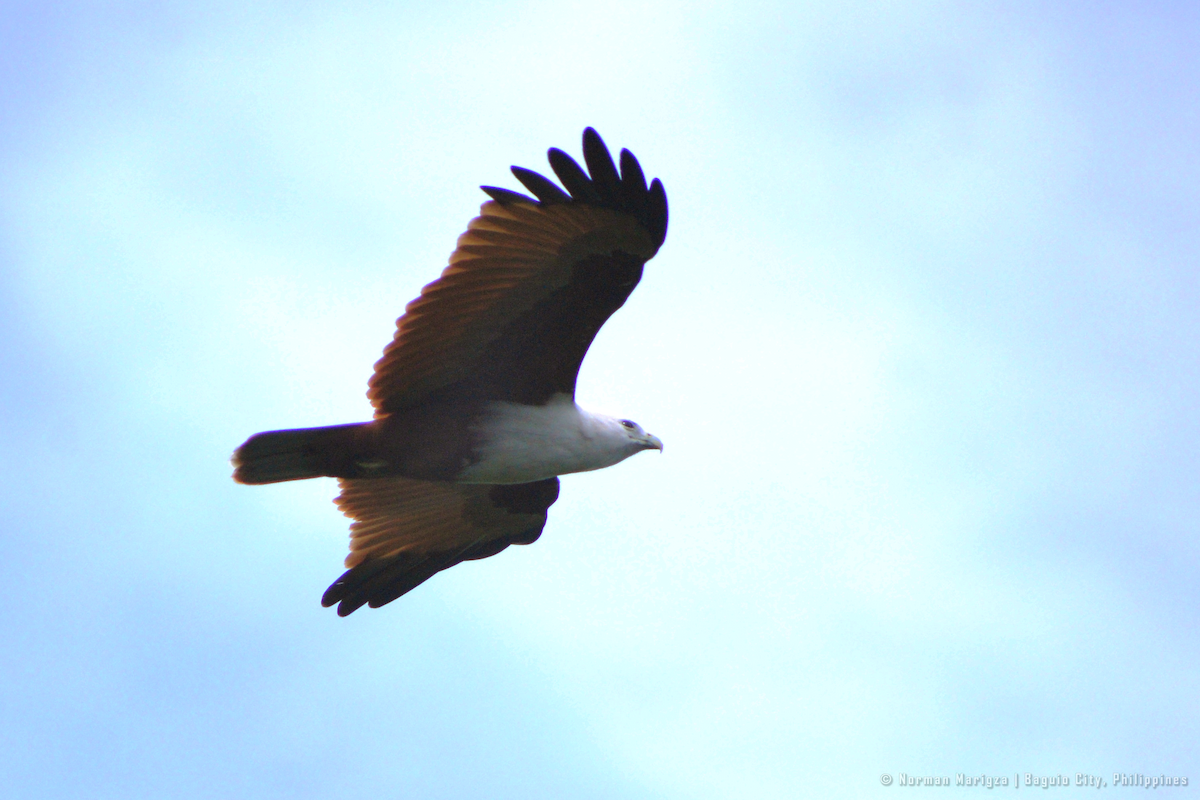 Brahminy Kite - ML644399750