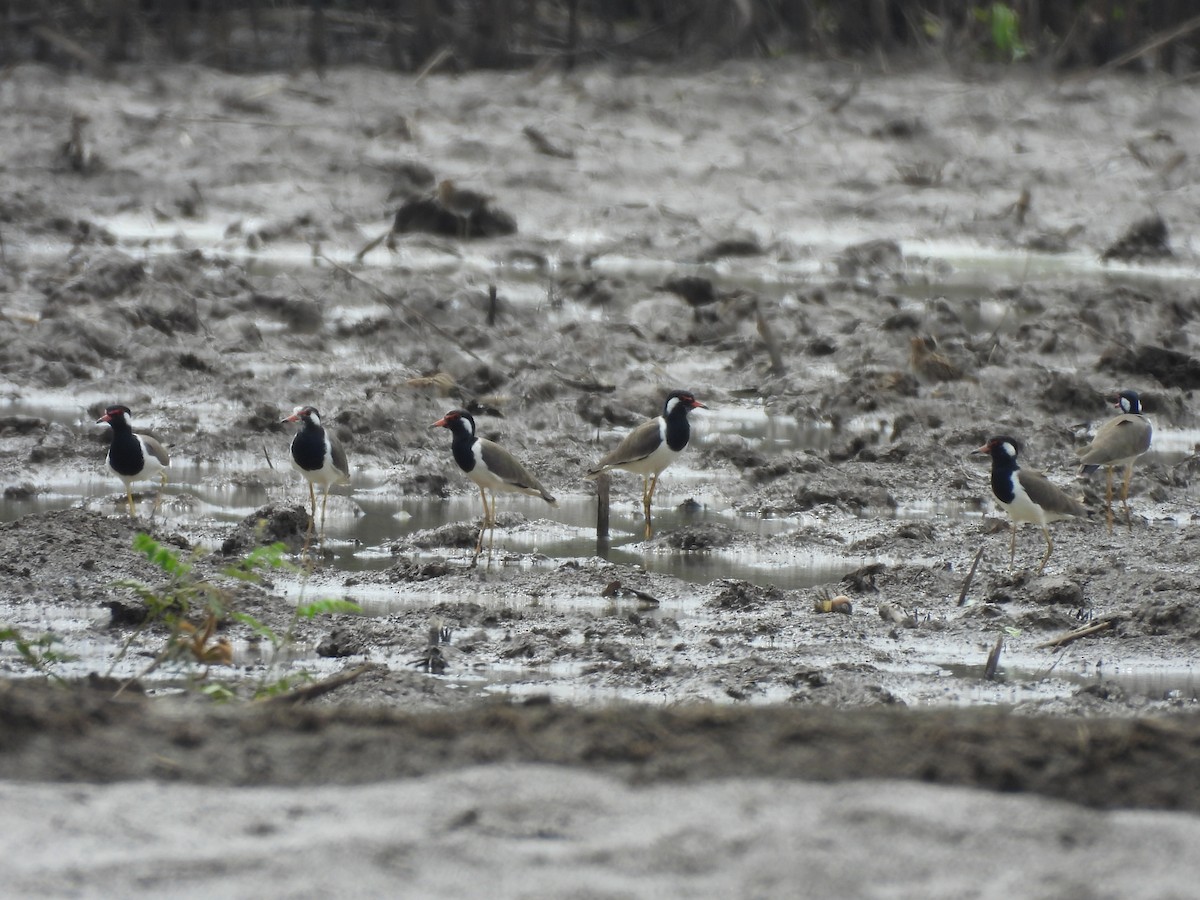 Red-wattled Lapwing - ML644399752