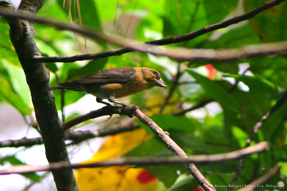 Red Crossbill (Luzon) - ML644399753