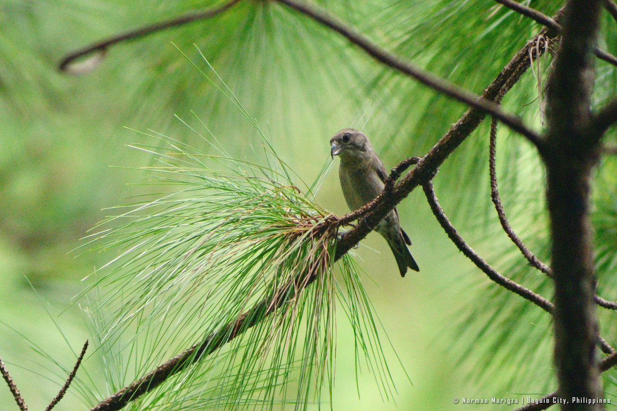 Red Crossbill (Luzon) - ML644399754