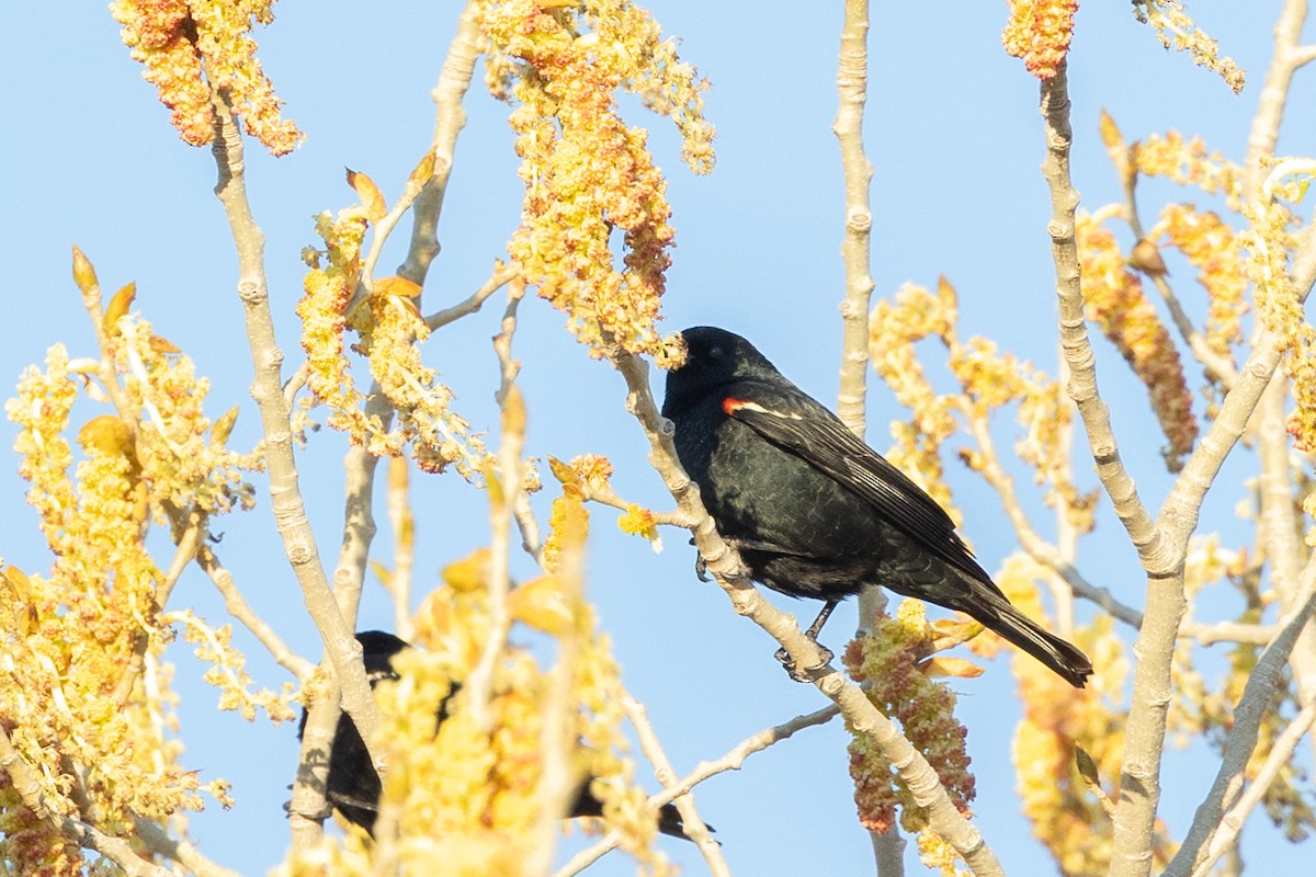 Tricolored Blackbird - ML644399756