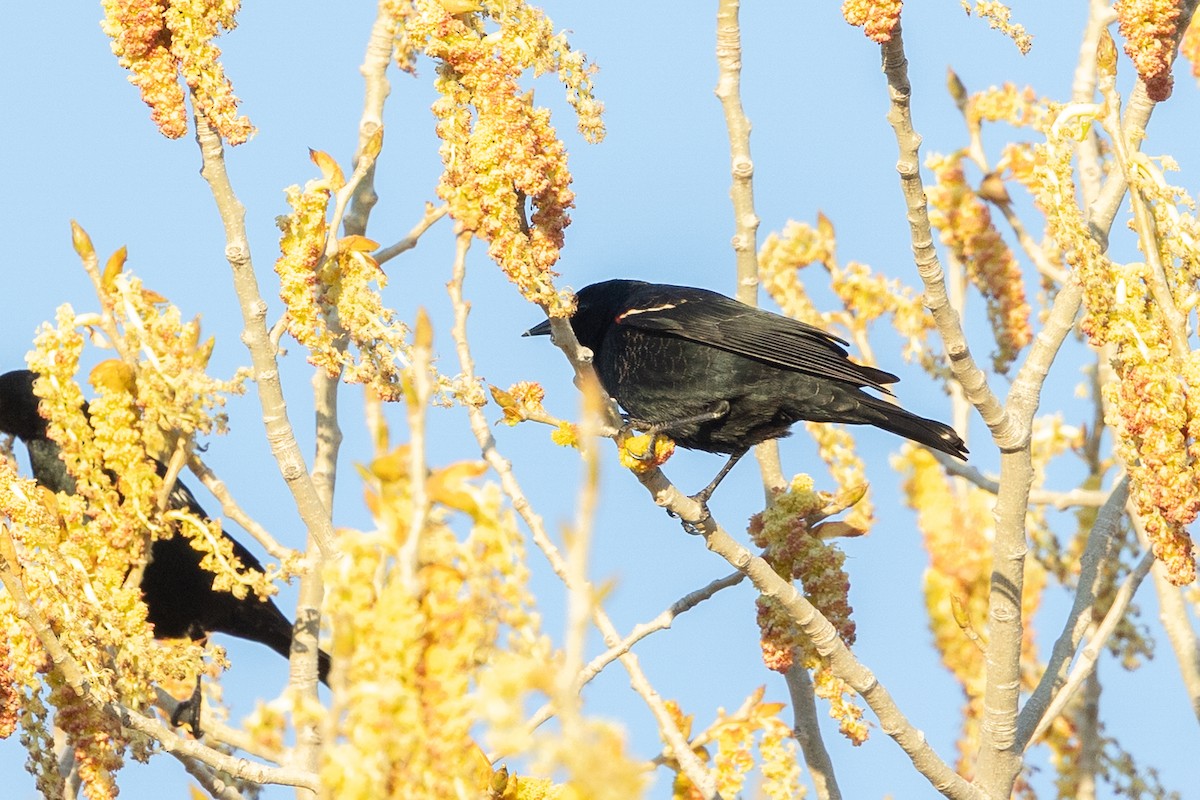 Tricolored Blackbird - ML644399757