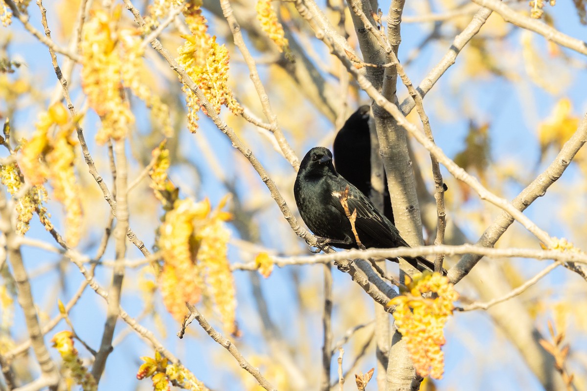 Tricolored Blackbird - ML644399758