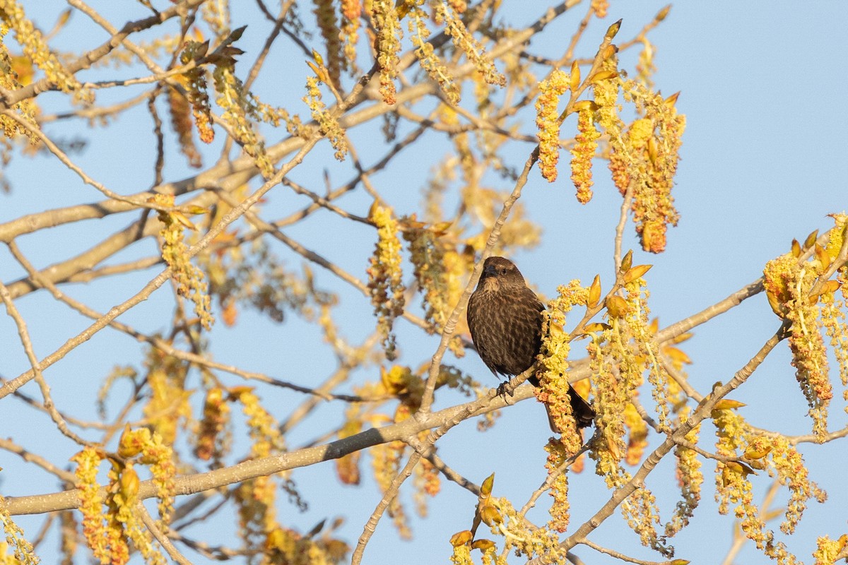 Tricolored Blackbird - ML644399759
