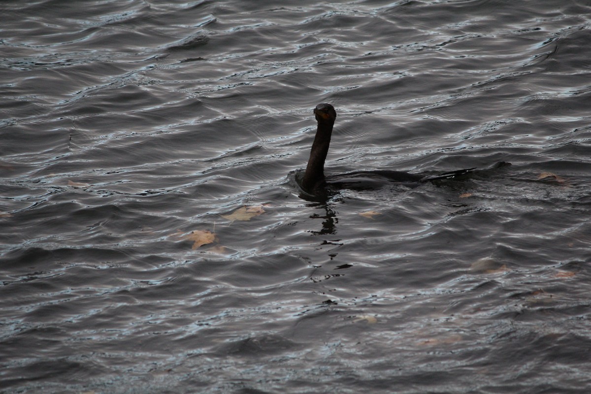 Double-crested Cormorant - ML644399760