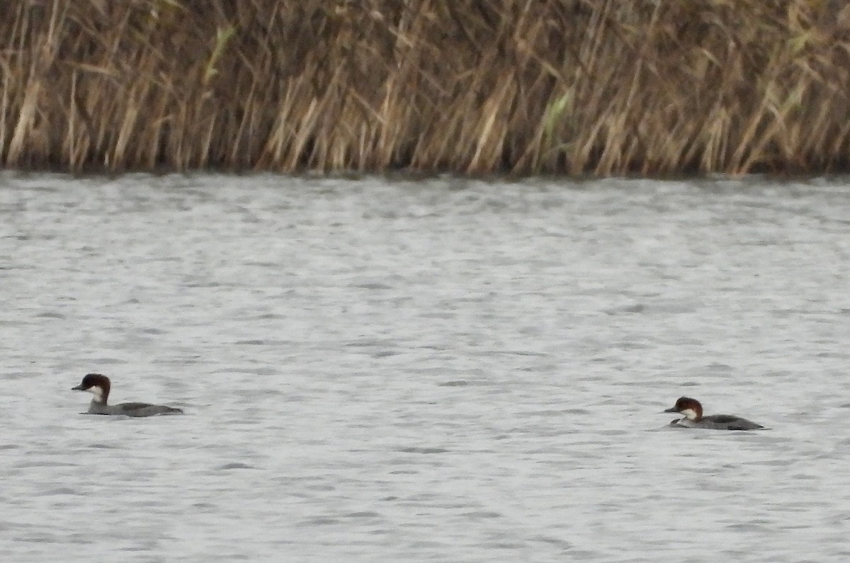 מרגון גמדי - ML644399764