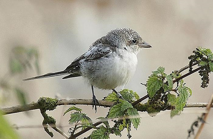 Masked Shrike - ML644399768