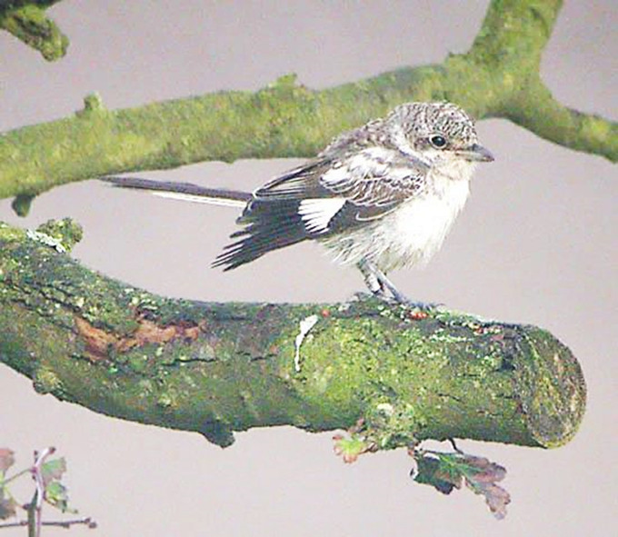 Masked Shrike - ML644399769