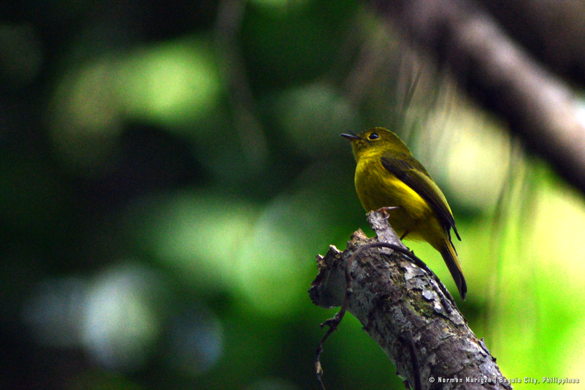 Citrine Canary-Flycatcher - ML644399770