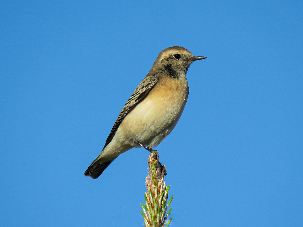 Pied Wheatear - ML644399771