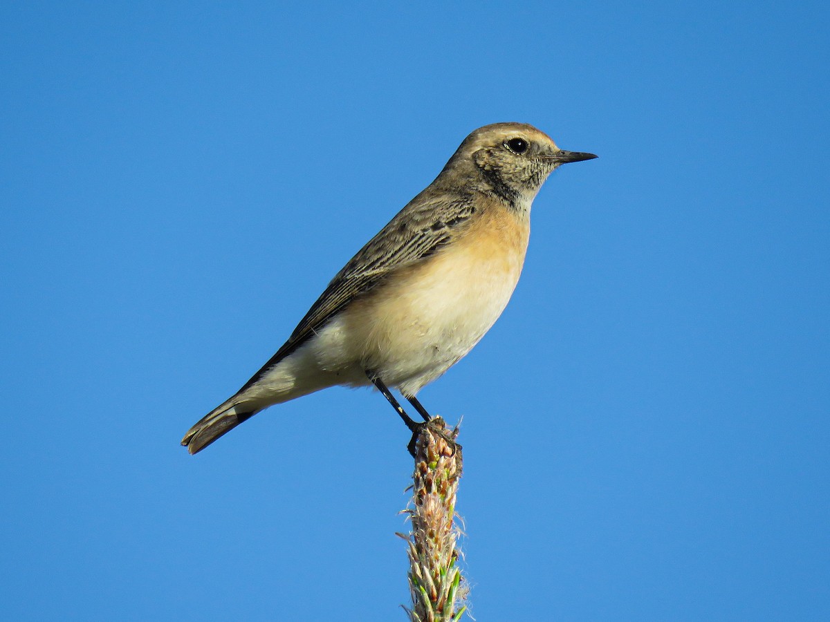 Pied Wheatear - ML644399772