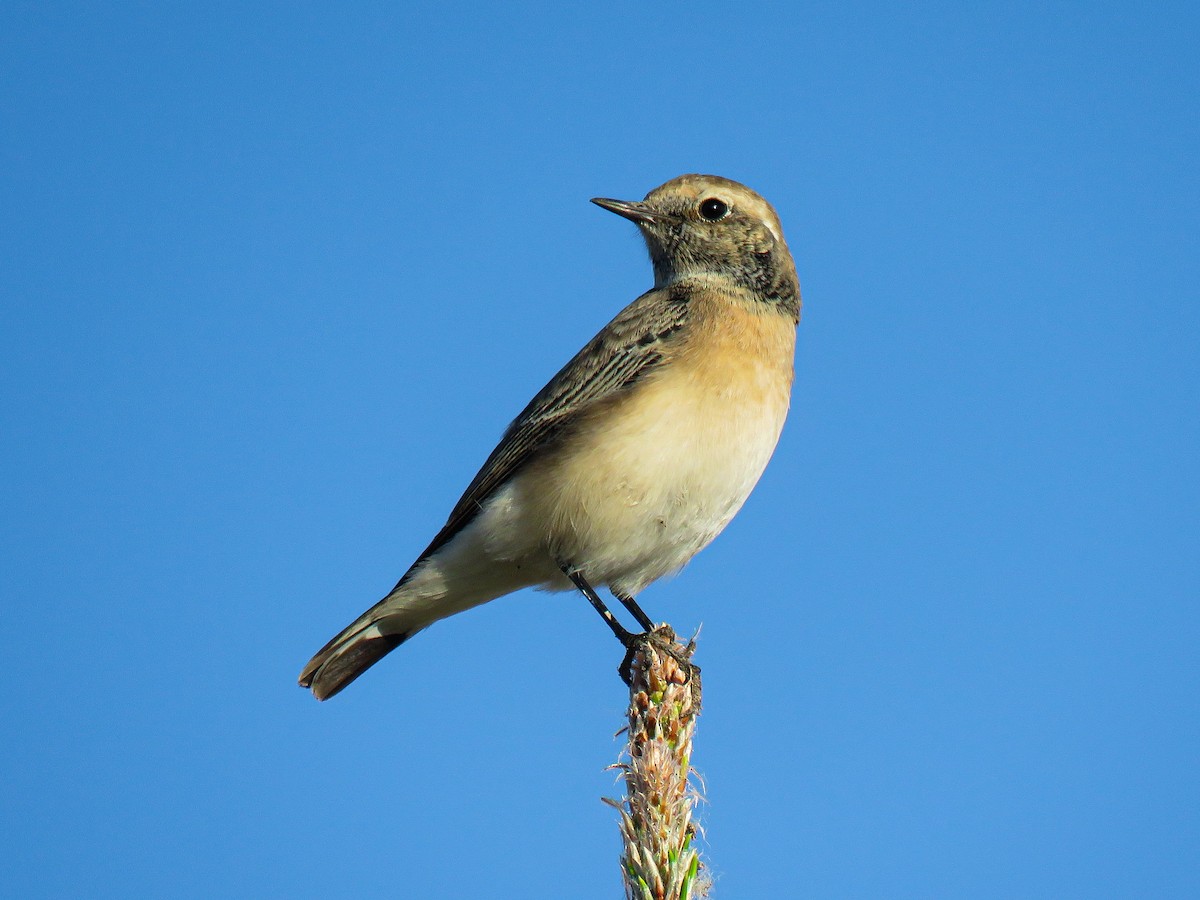 Pied Wheatear - ML644399773