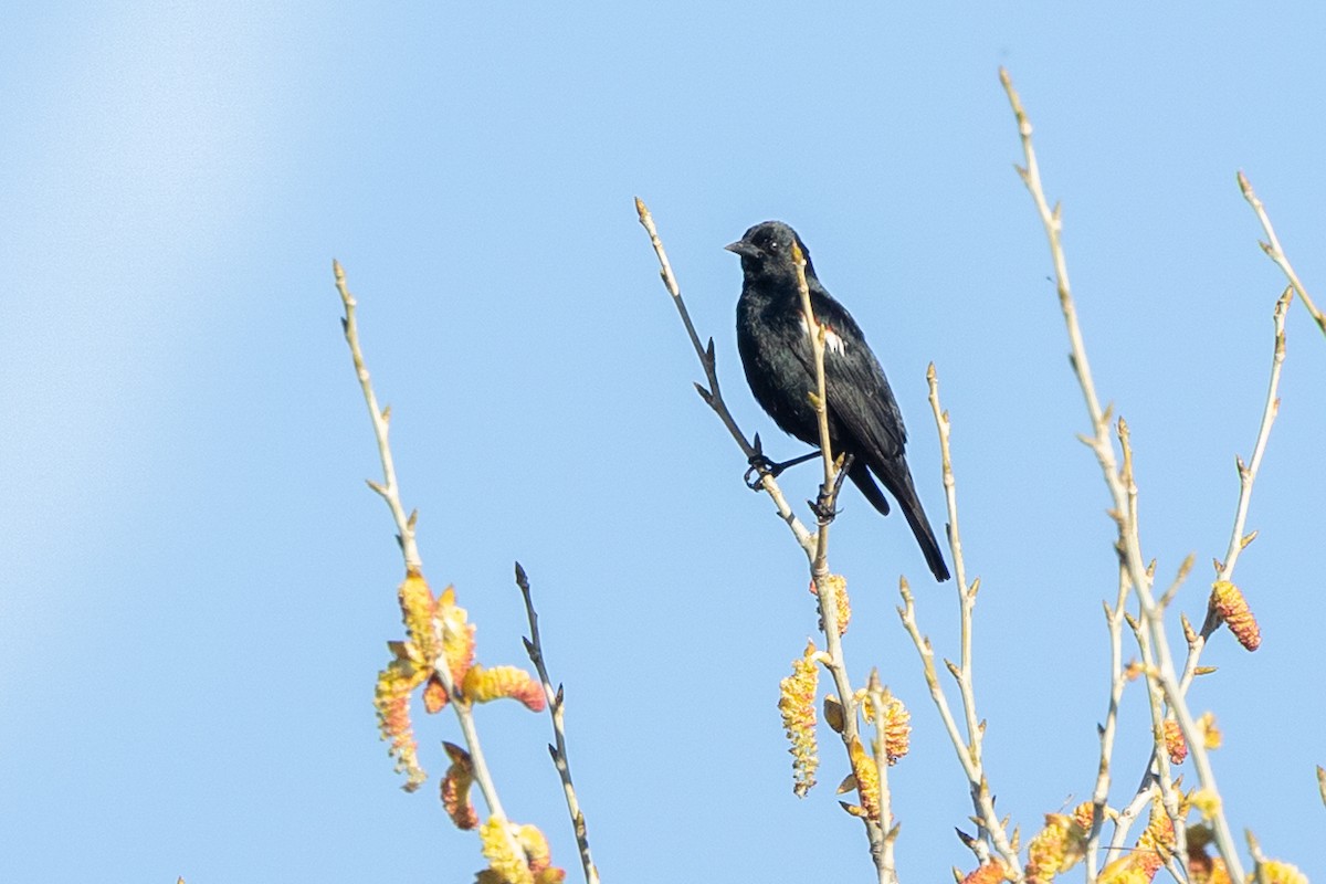 Tricolored Blackbird - ML644399774