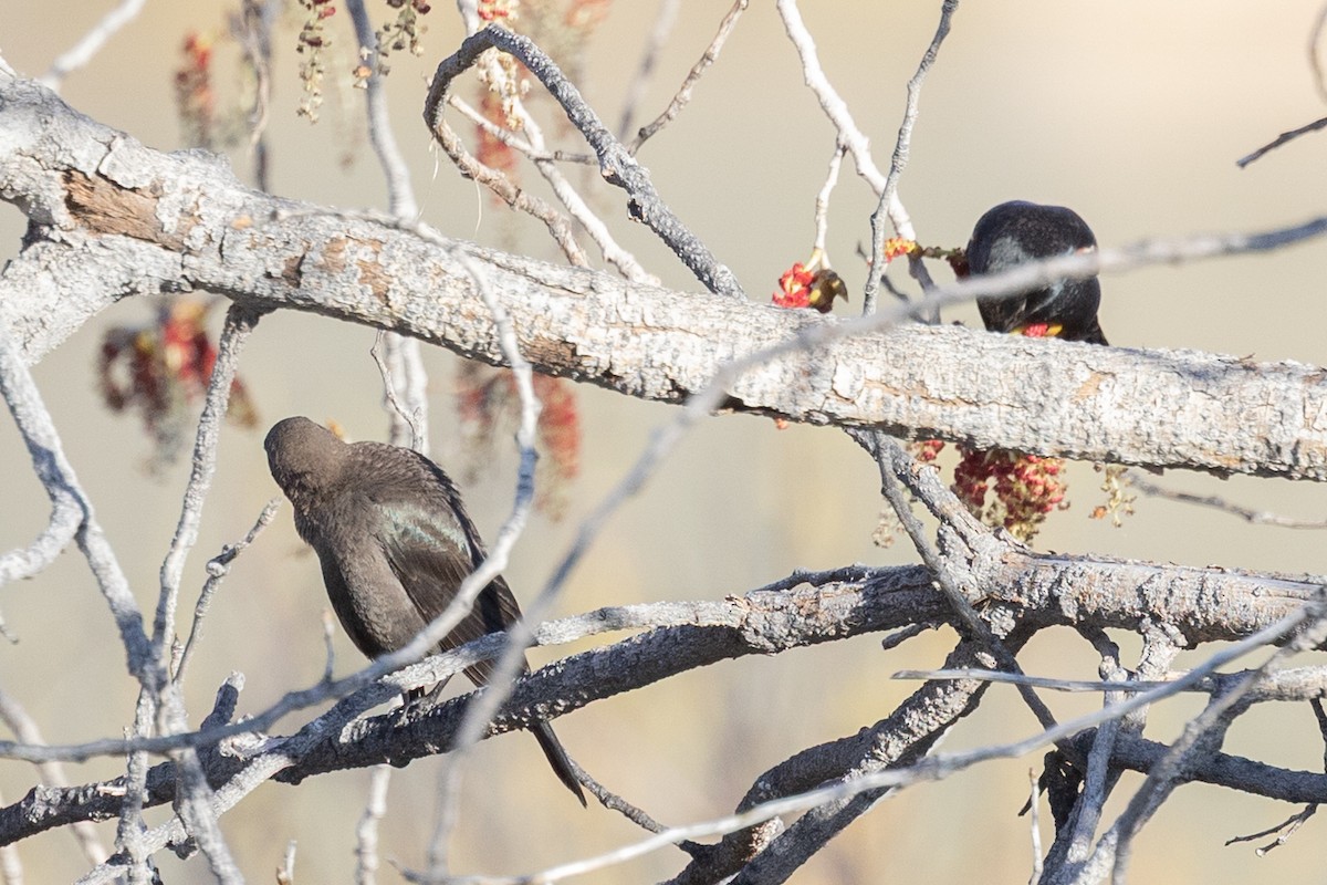 Tricolored Blackbird - ML644399775