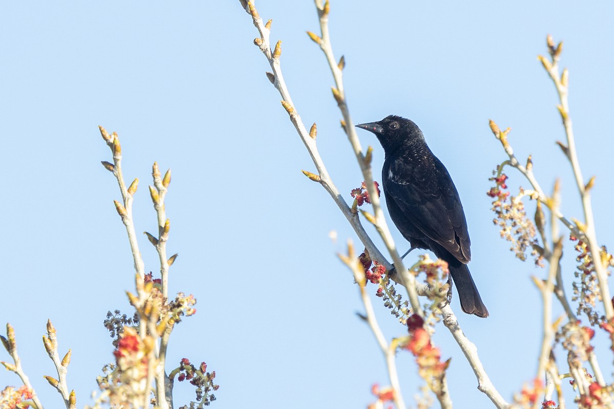 Tricolored Blackbird - ML644399776