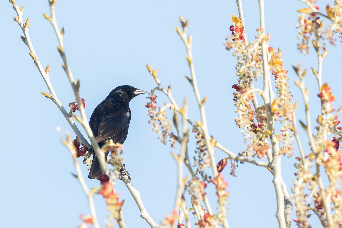 Tricolored Blackbird - ML644399777