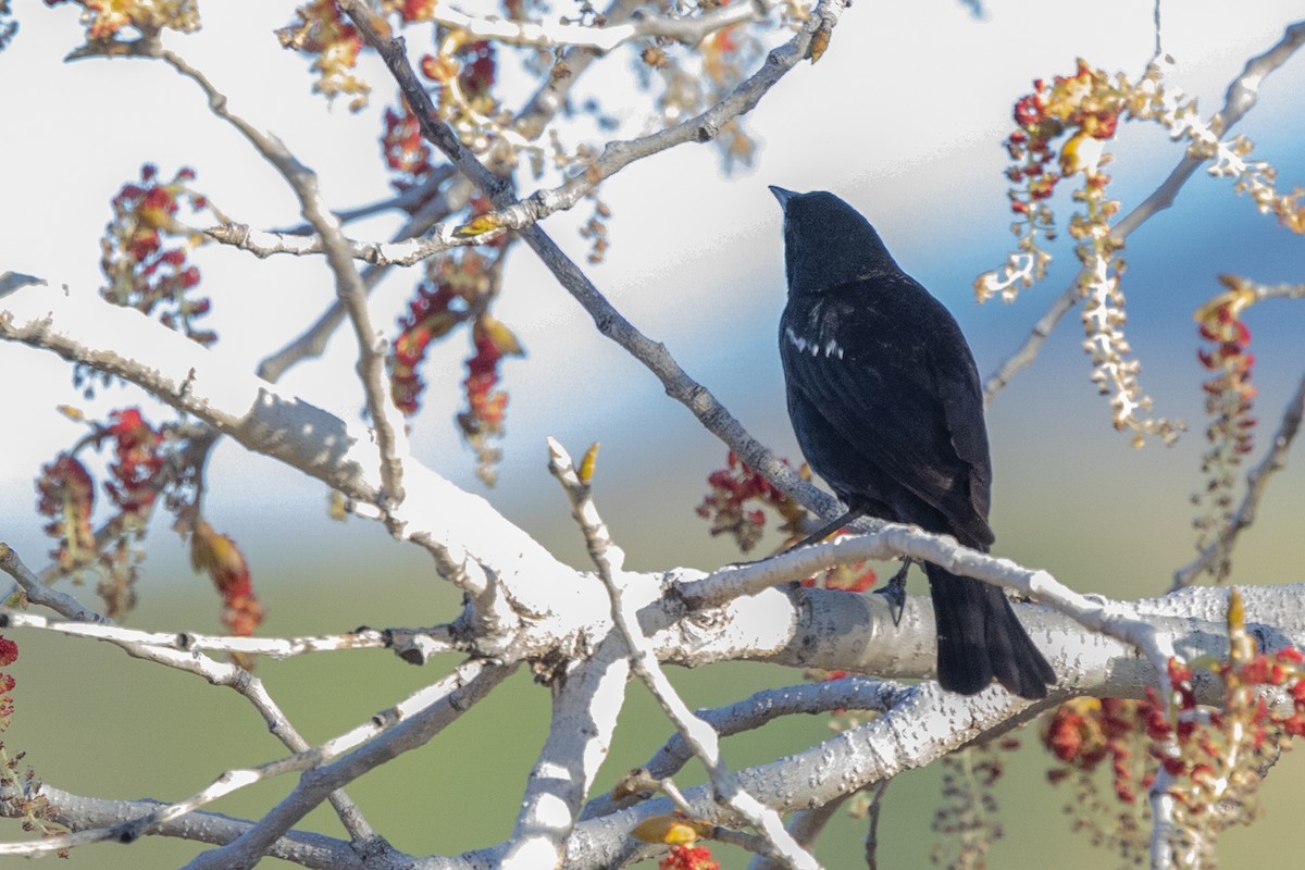 Tricolored Blackbird - ML644399778