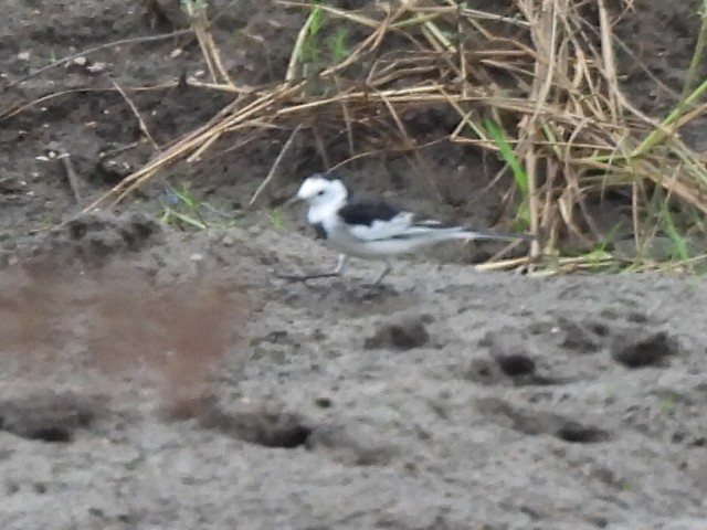 Bachstelze - ML644399779