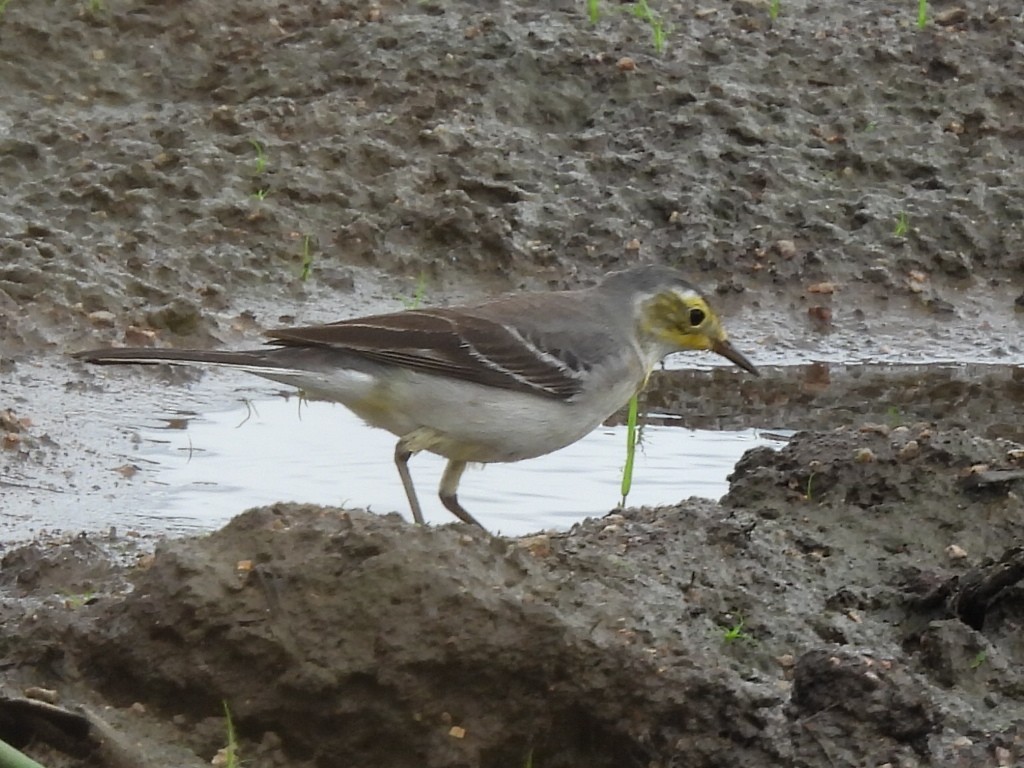 Citrine Wagtail - ML644399781