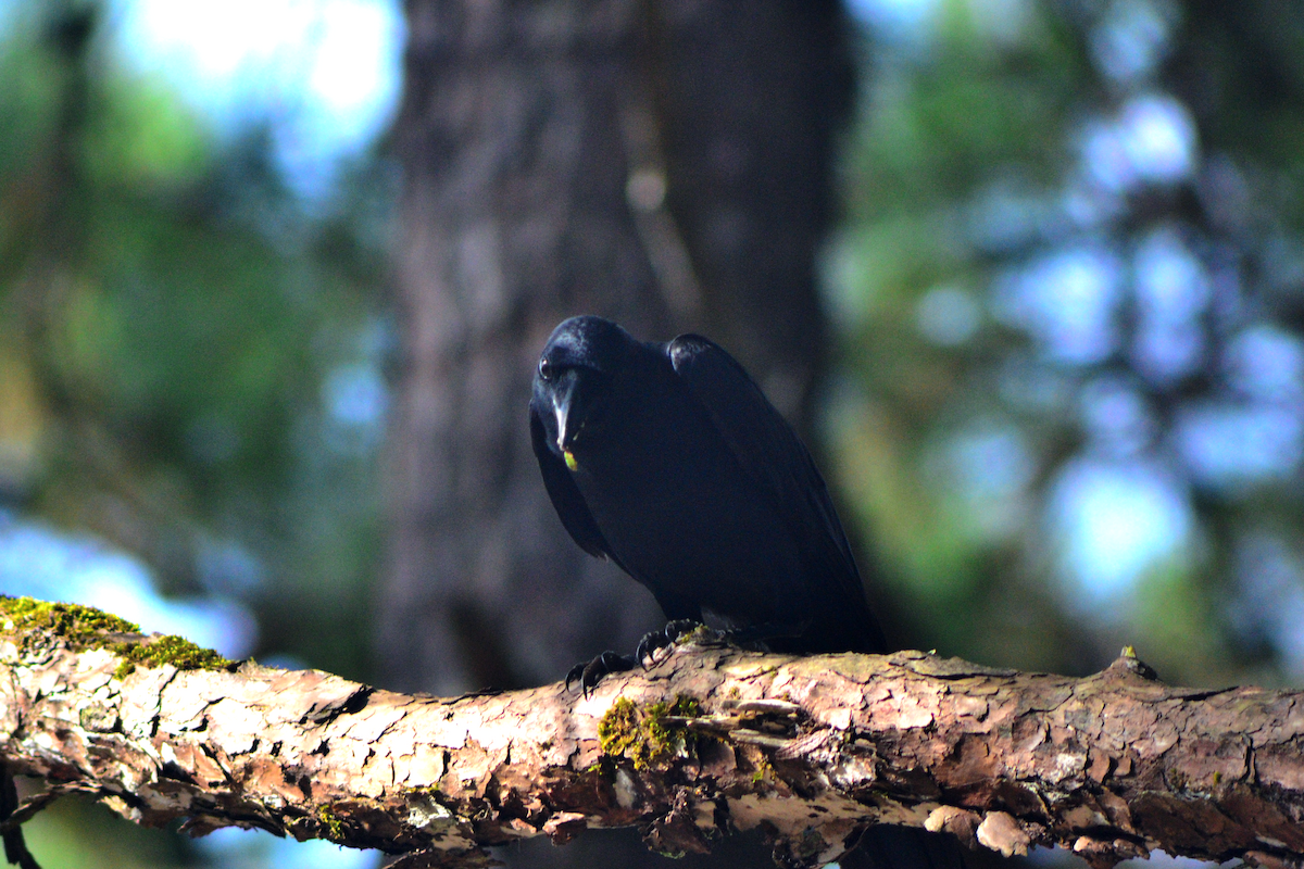 Philippine Jungle Crow - ML644399782